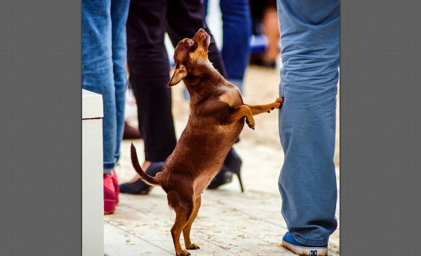 Шиша всегда путешествует вместе с хозяевами