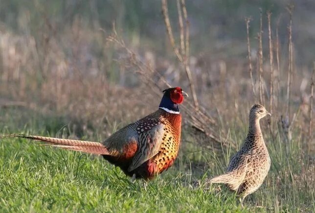 изображение из публичных источников