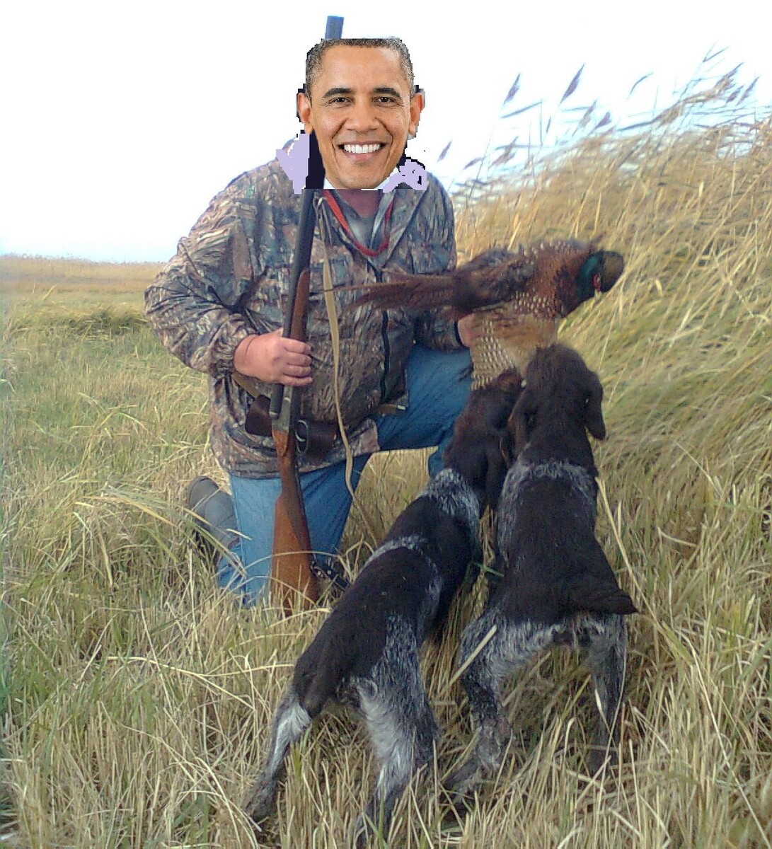 тот самый фазан (фото и  коллаж - мои)