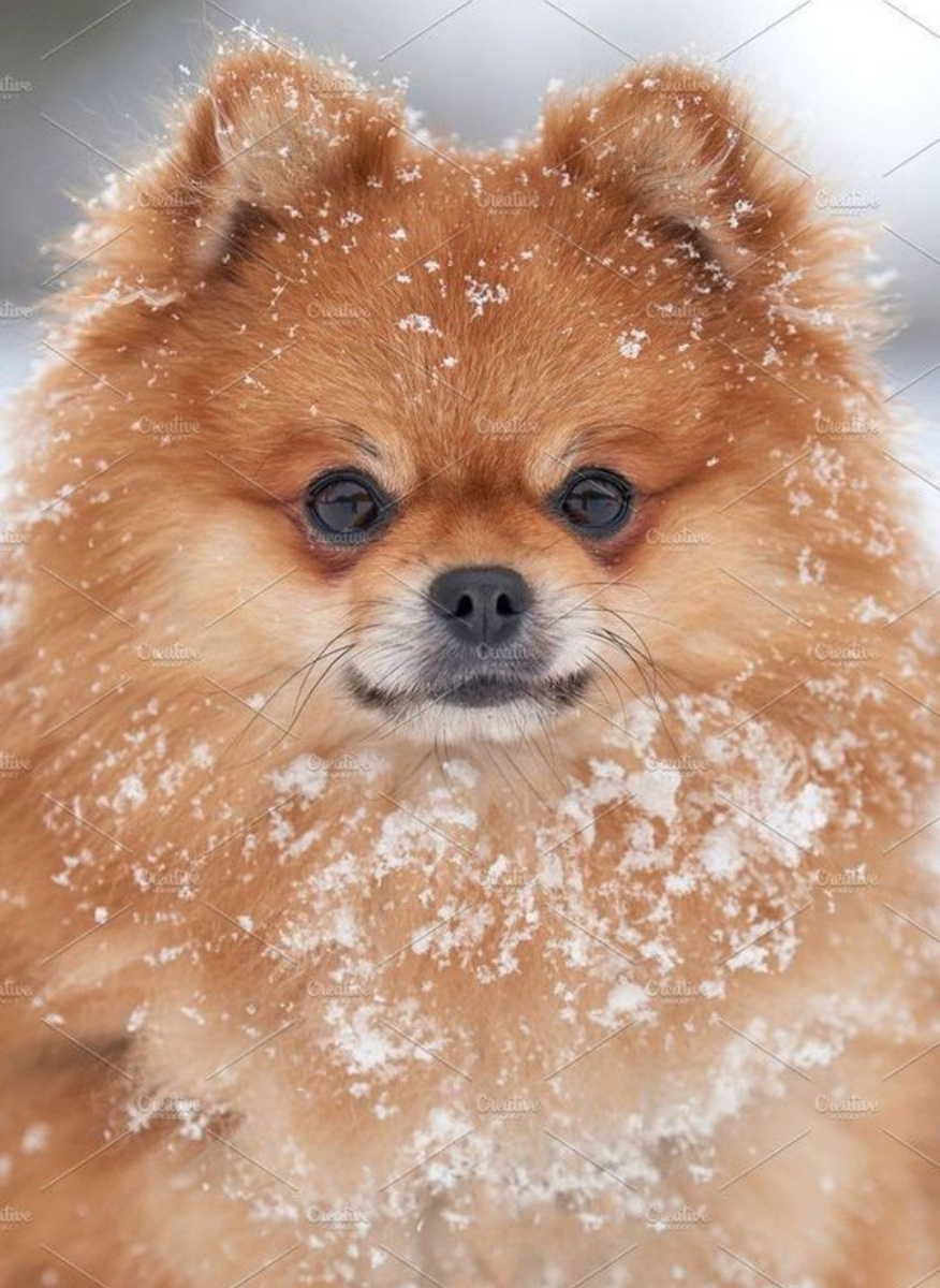 Наш похож, но этот просто родственники из свободных источников