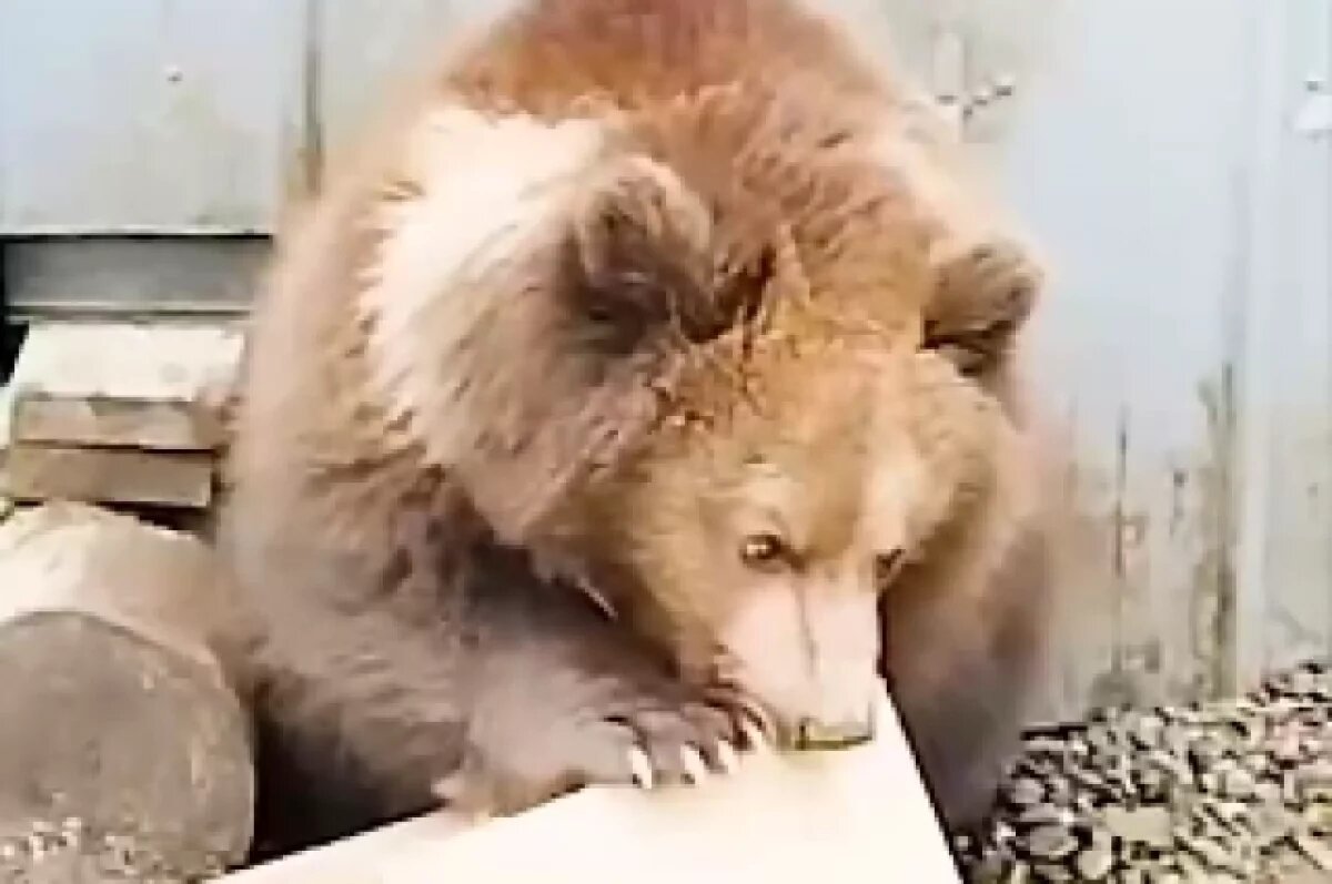    Москвичи, приехавшие за медвежонком на Камчатку, ждут разрешения МЧС