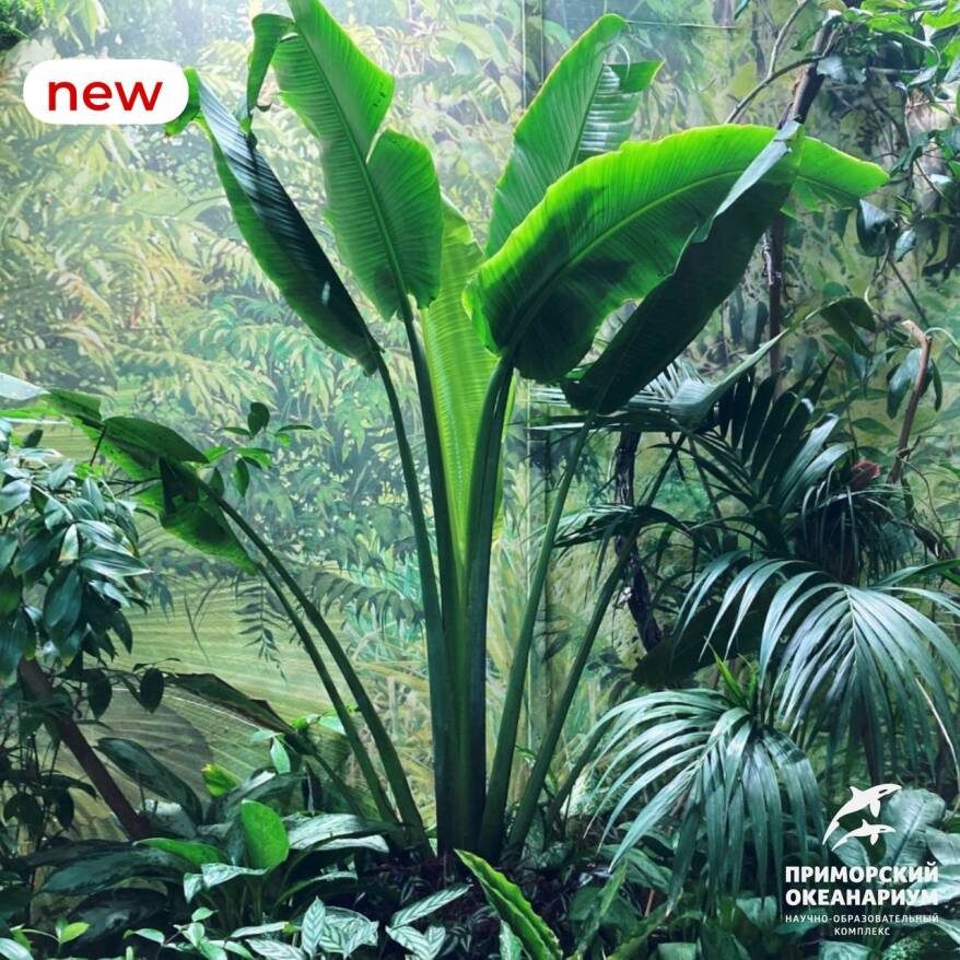    Источник фото: Приморский океанариум