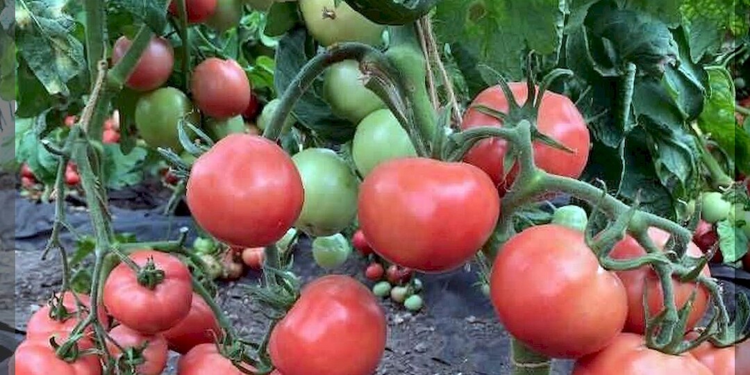 20 сортов и гибридов томатов для теплицы и открытого грунта: томаты, урожайность которых в уходящем сезоне, особенно хвалили дачники