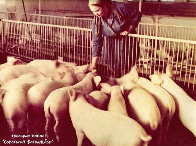 Фото из открытых источников