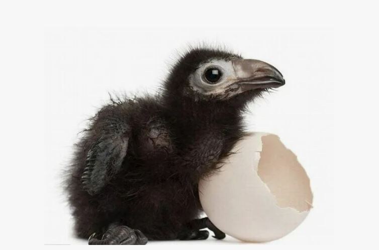 Вылупень - это оно.