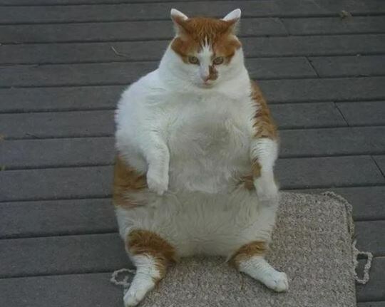 Раскормим проблему и будем её решать!