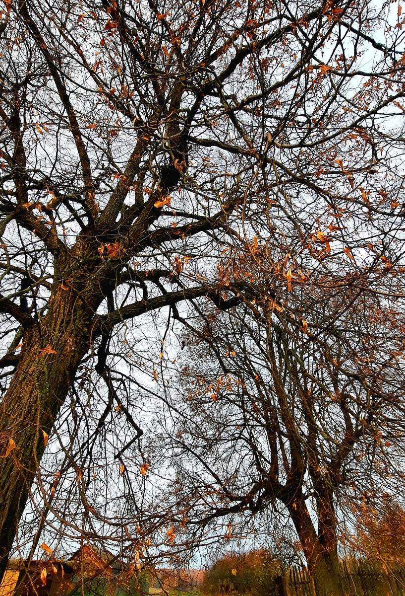 Где-то там вдали виден лес. 