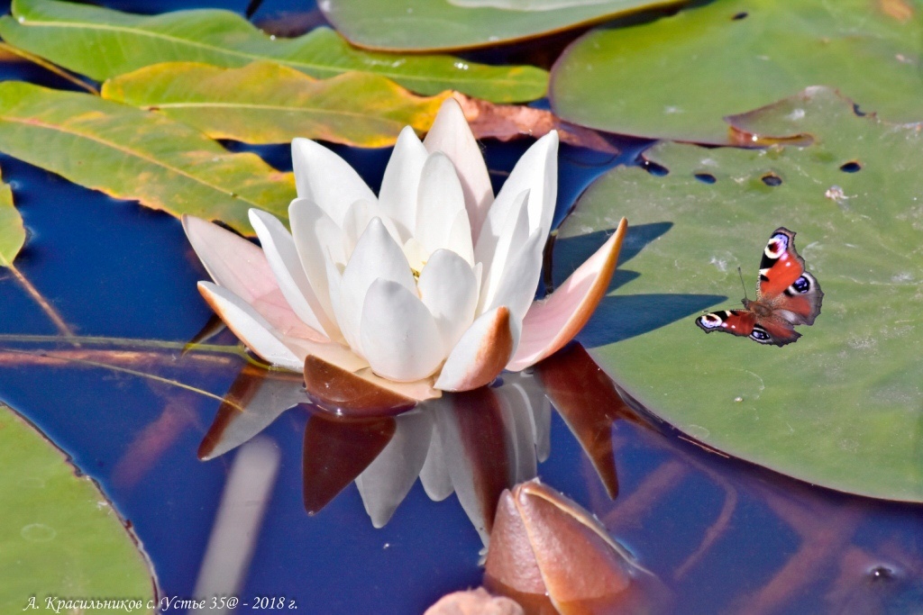 Фото Александра КРАСИЛЬНИКОВА.