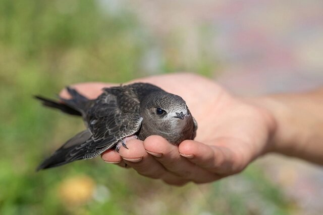    Стриж. Фото: istockphoto.com