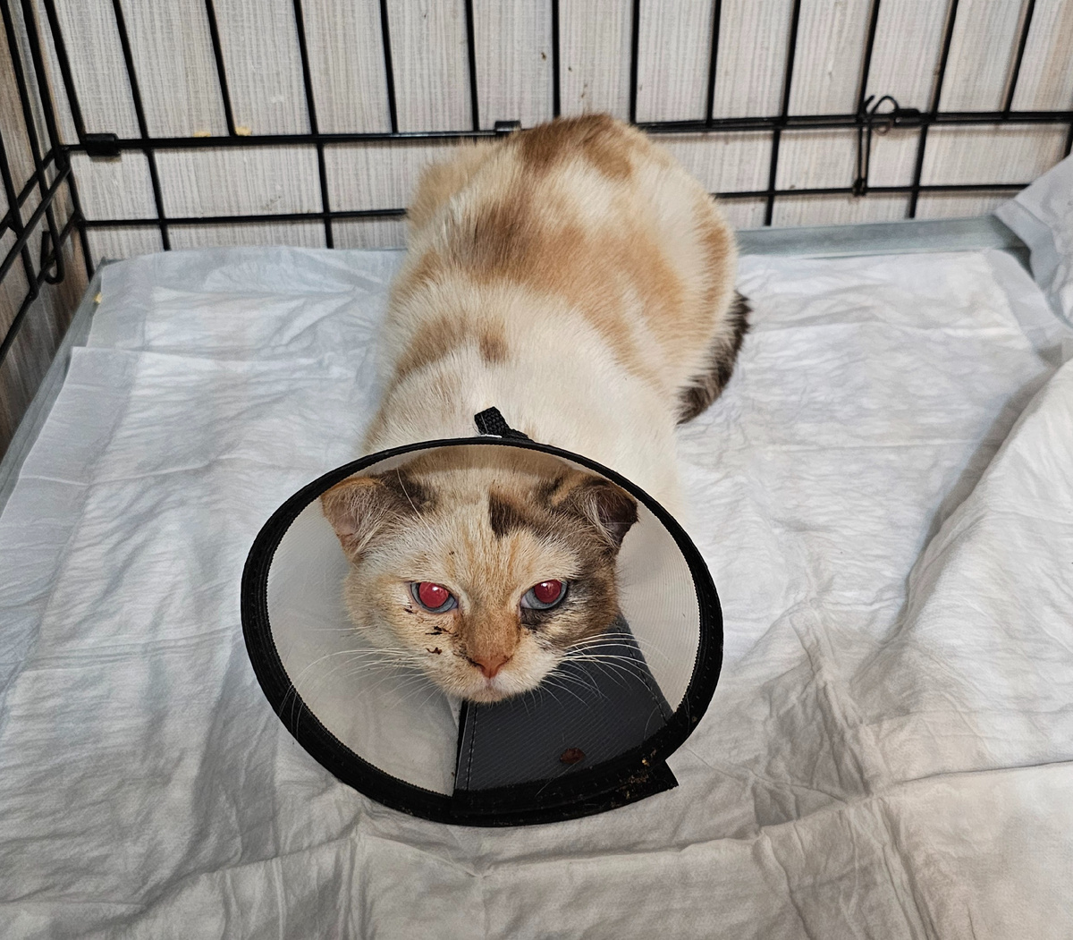 Фото автора. Маруся.