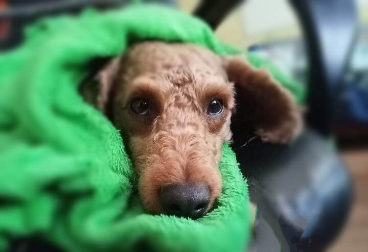 Румпель: - Люблю пожрать...