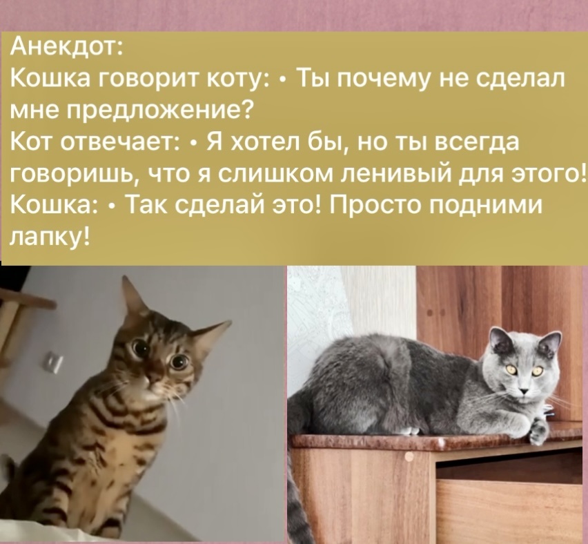 Фото, анекдот, коллаж автора