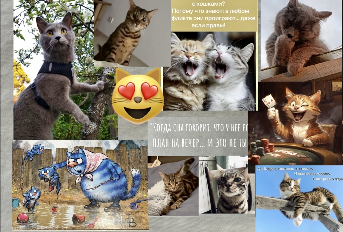 Юмор и МЕМЫ🤣Прикольные интересные фото и картинки кошек с шутками для хорошего настроения