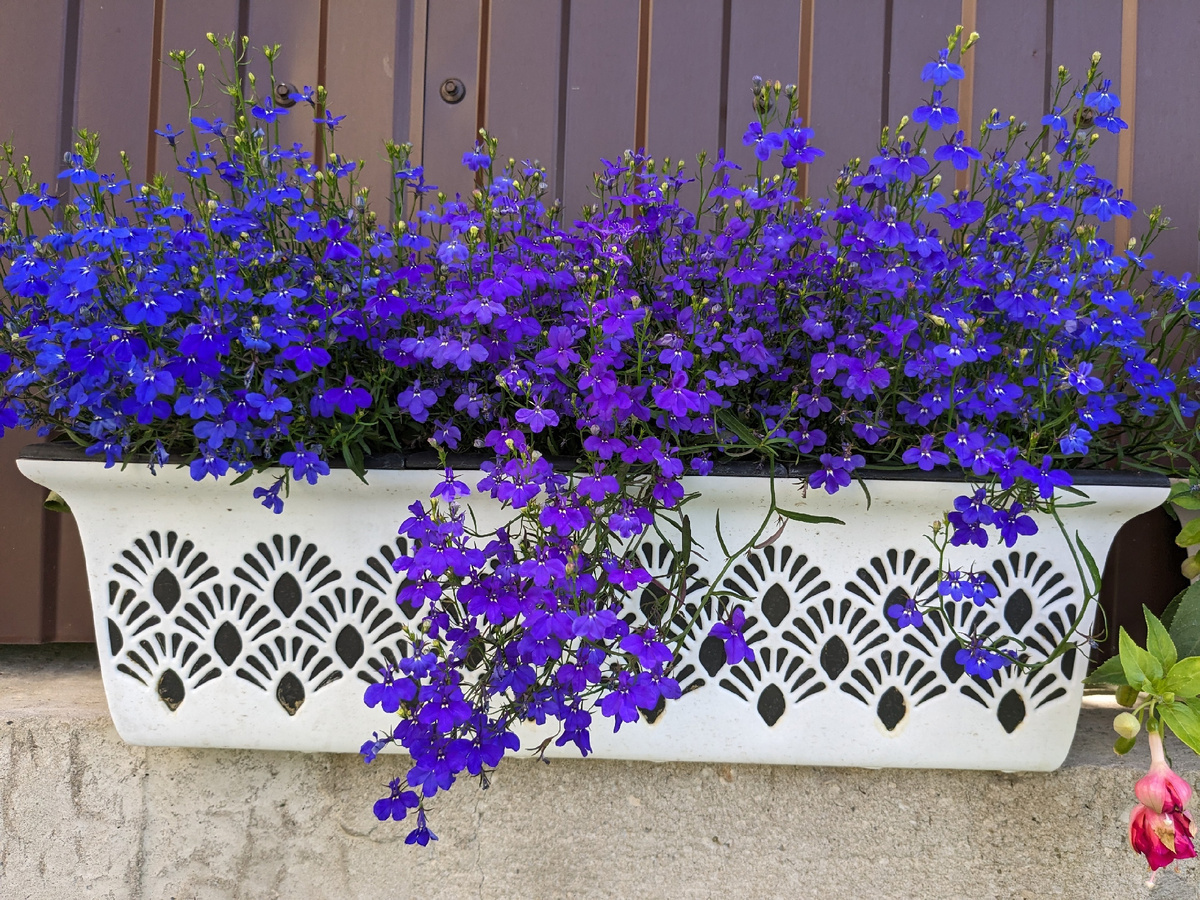 Летние воспоминания о лобелии