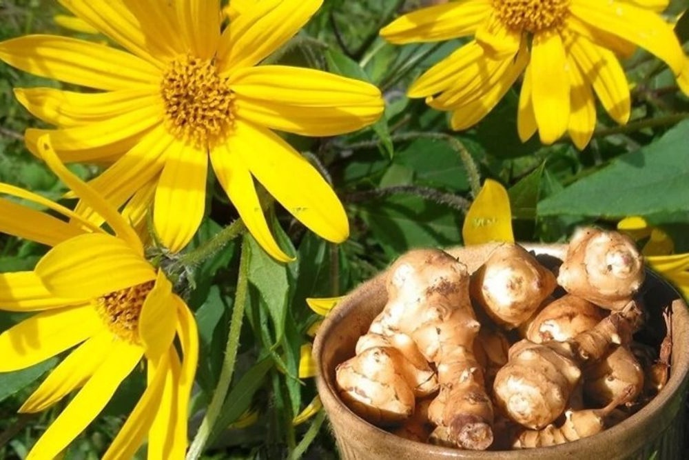 Топинамбур-симпатичное и неприхотливое растение с лечебными клубнями