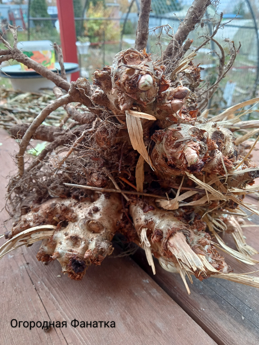 Клубни топинамбура очень неровные и их трудно чистить