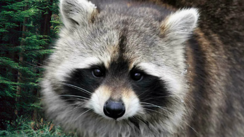 Енот полоскун