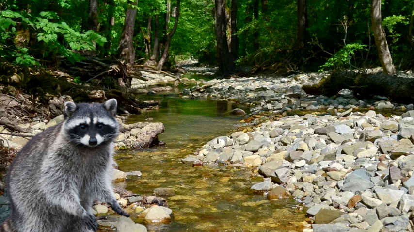 Зверек обожает воду