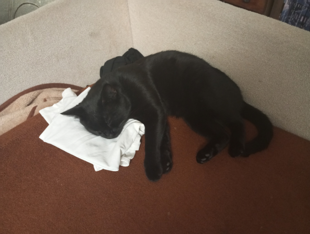 Вот кому хорошо живется, решил из белой футболки себе подушку сделать