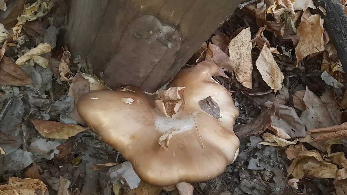     Источник: vk.com/griby_novosibirsk