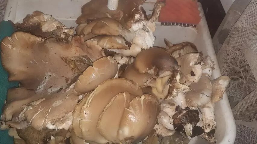     Источник: vk.com/griby_novosibirsk