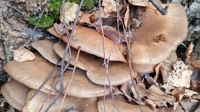     Источник: vk.com/griby_novosibirsk