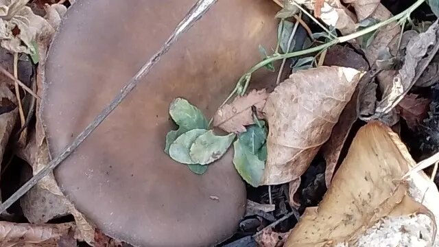     Источник: vk.com/griby_novosibirsk