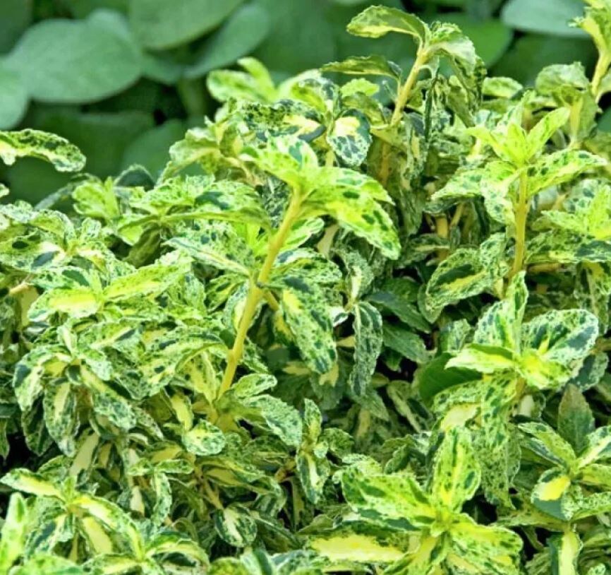 Бересклет Форчуна 'Golden Harlequin' фото с Ozon