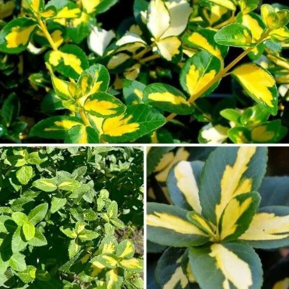 Бересклет форчуна 'Sunspot', фото с Ozon