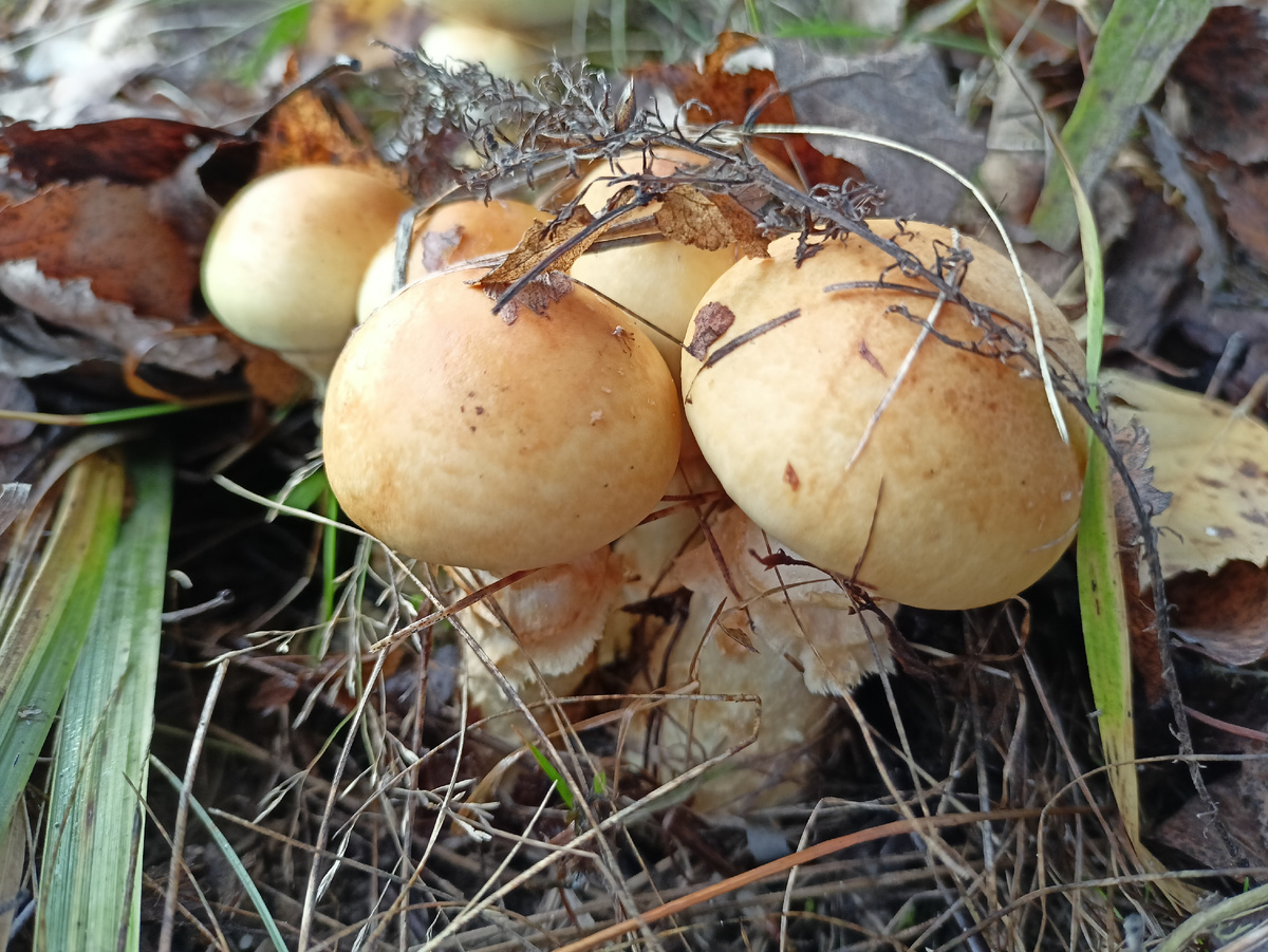 Молодые грибочки), загляденье!