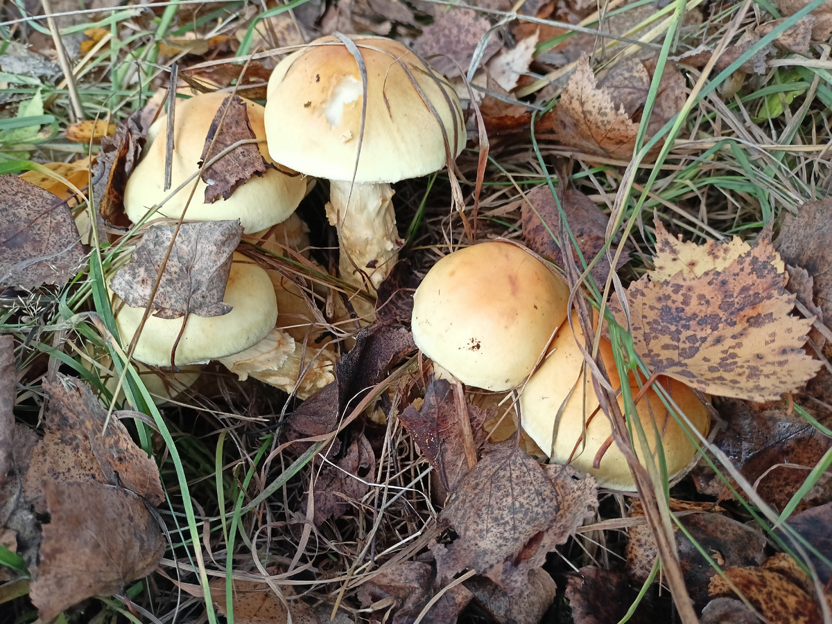 Ещё солнечные грибочки)