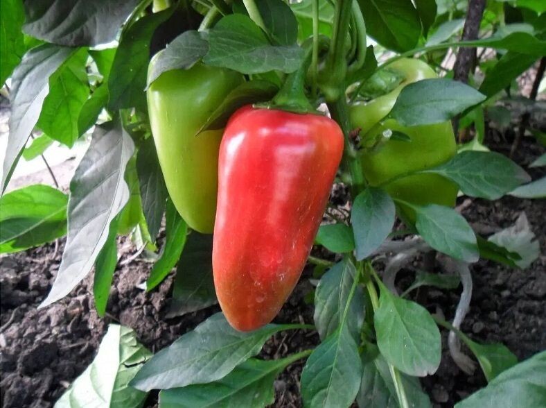 Купец