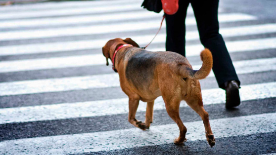   Собака виляет хвостом: кинолог рассказал, что на самом деле это может означать Алина Городниченко