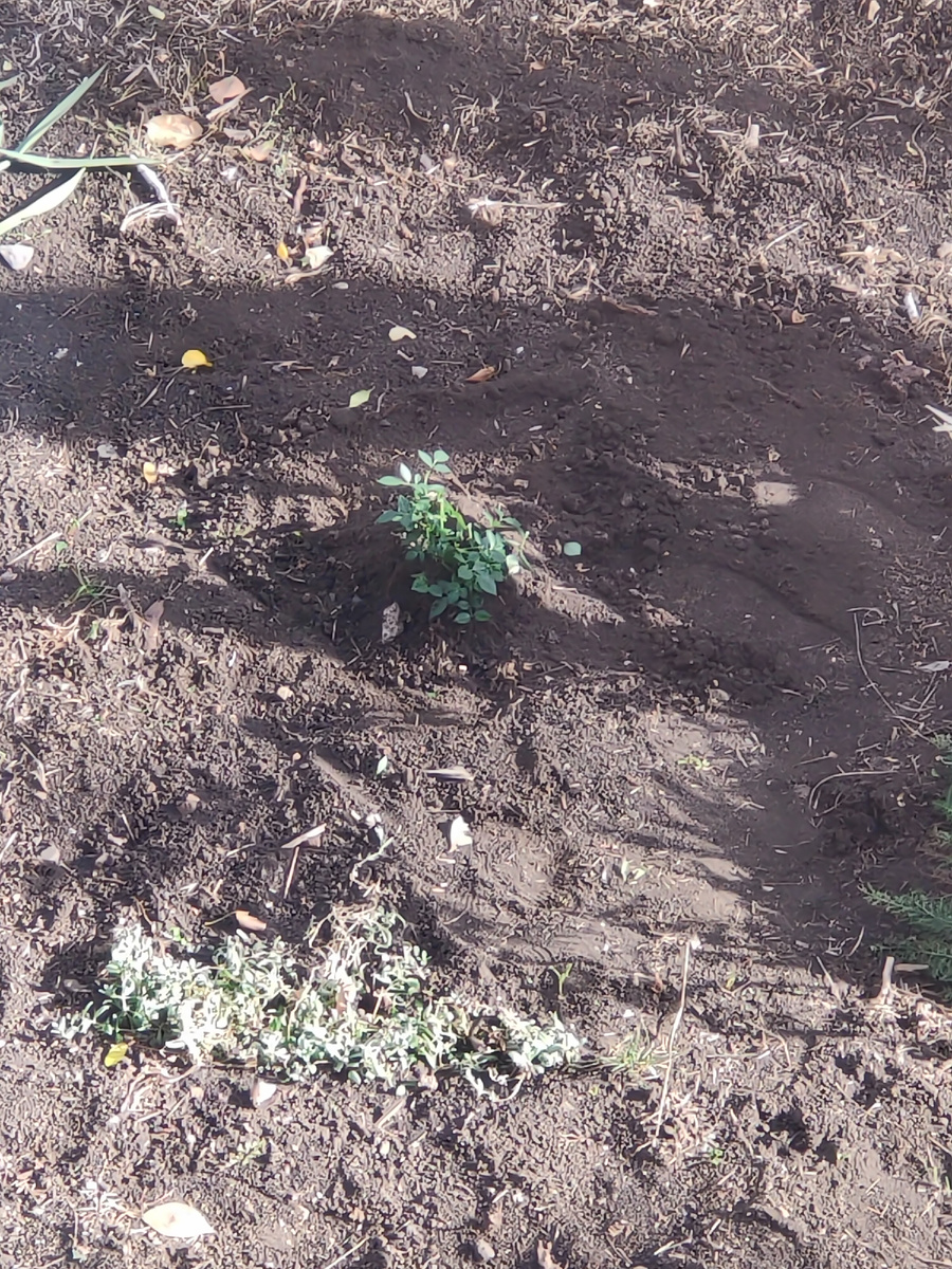 Роза на клумбе