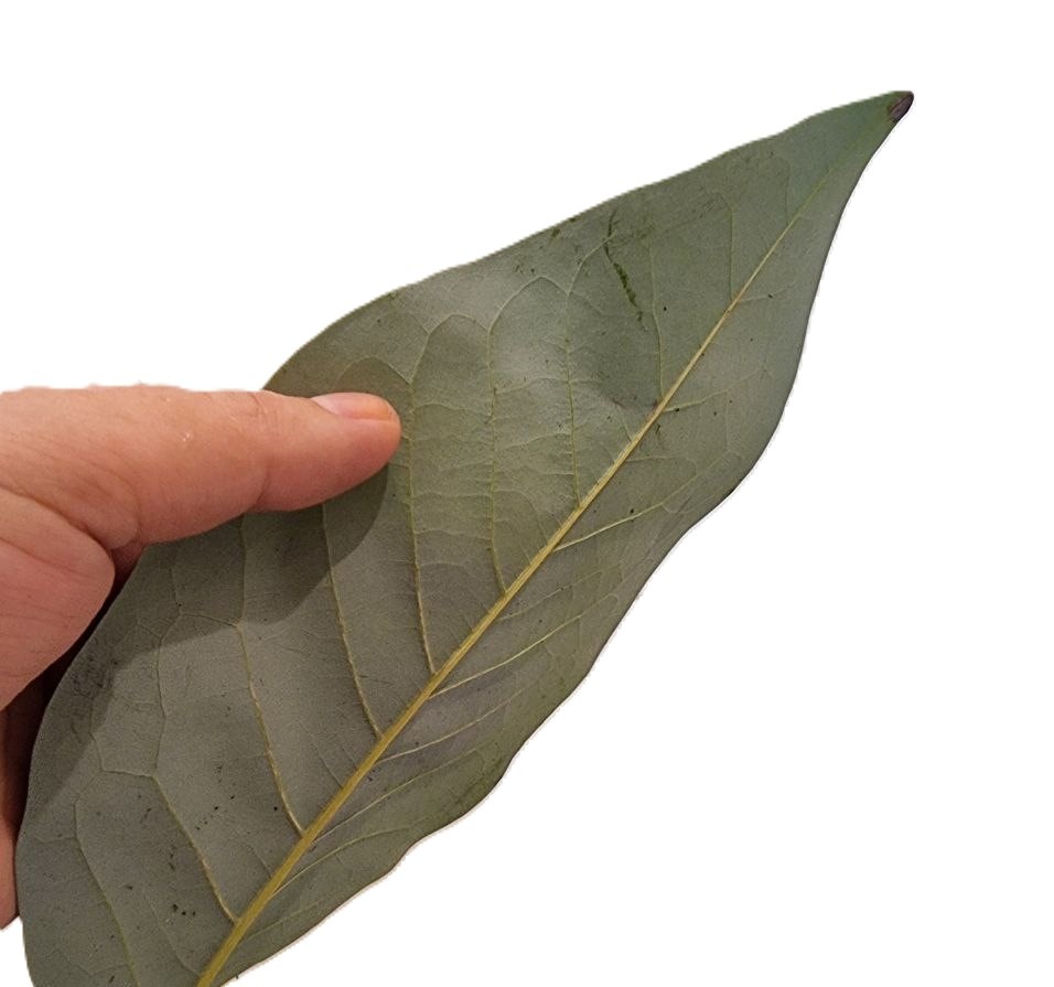 На фото лист гибридной Magnolia 'Porcelain Dove' (globosa × virginiana var. australis). Я давно мечтала о магнолии виргинской, но приобрести ее здесь не удавалось - присылали вообще непонятно что. У нее настолько явный серебристый цвет обратной стороны листьев, что не перепутаешь. Даже в гибриде это проявляется.