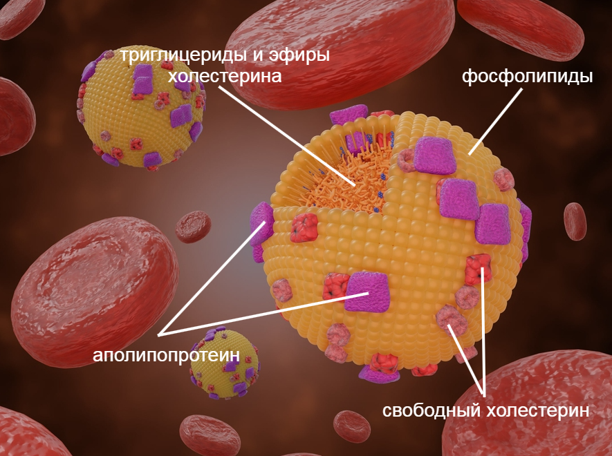 Какой бывает холестирин