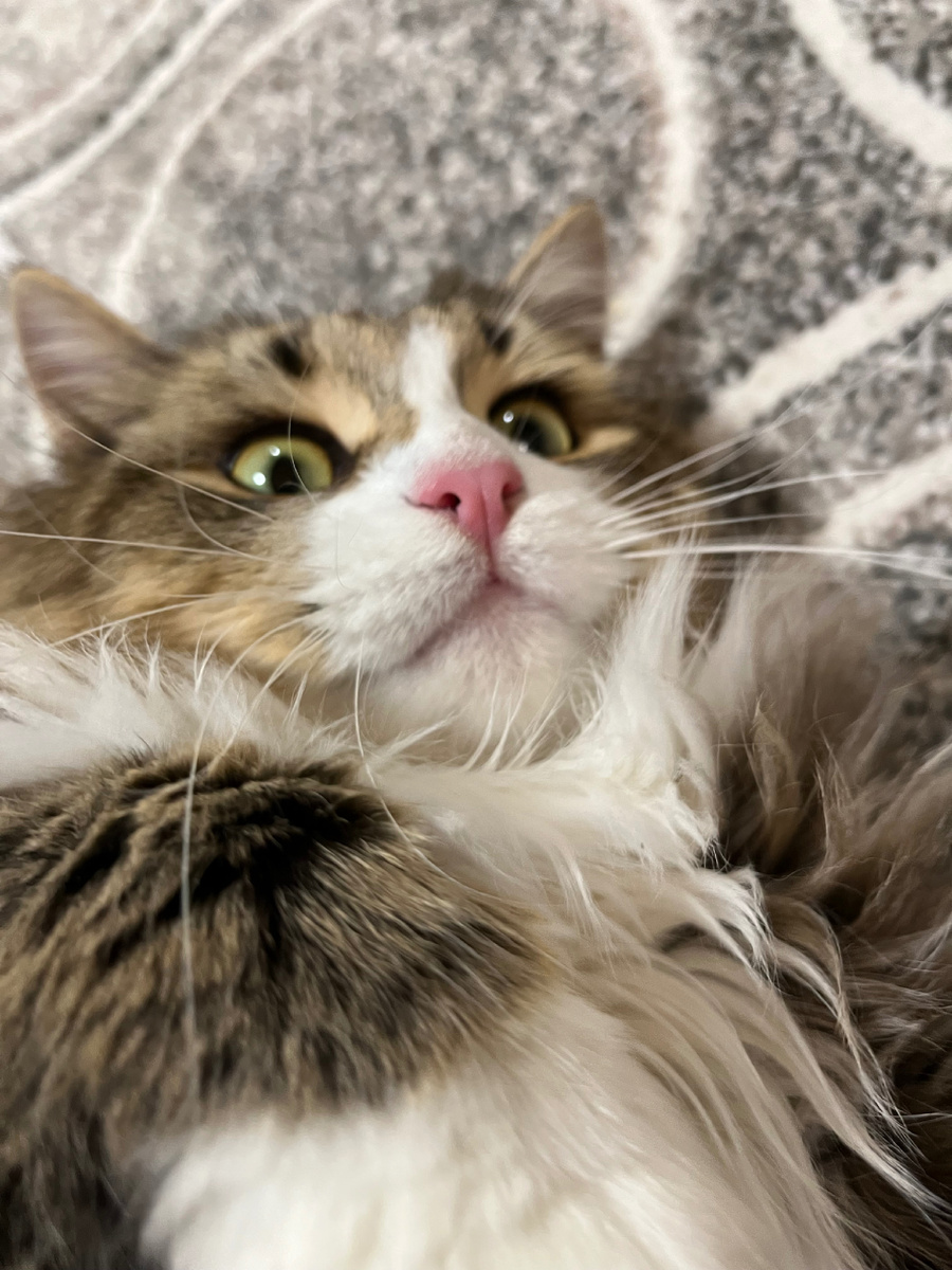 Мое лицо, когда ДМС хотят проверить истории. 