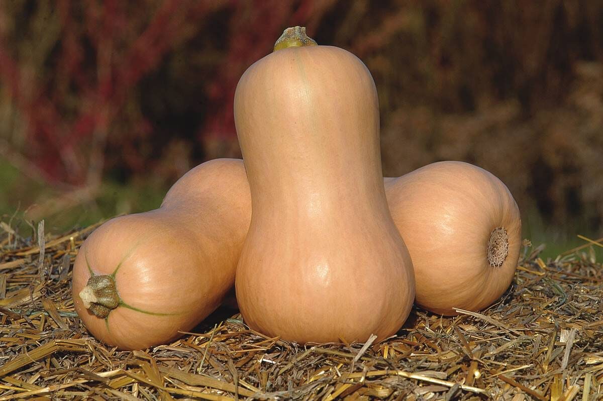 Мускатную. Фото взяла из интернета🤷‍♀️