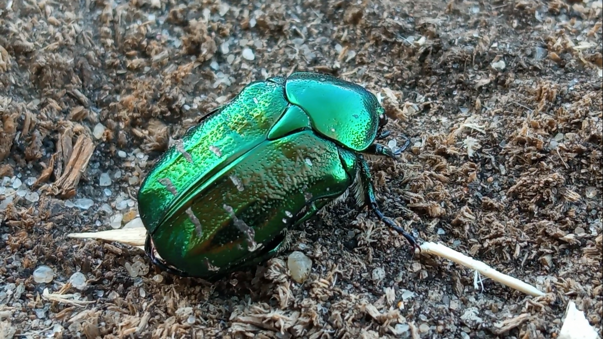 Шустрый жук