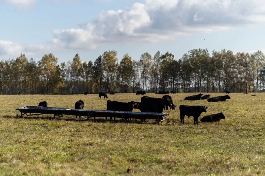Фото: Александр Плонский / «Агроэксперт»