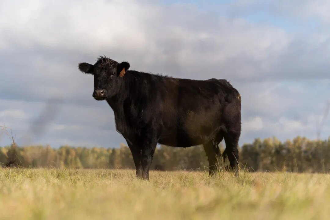 Фото: Александр Плонский / «Агроэксперт»