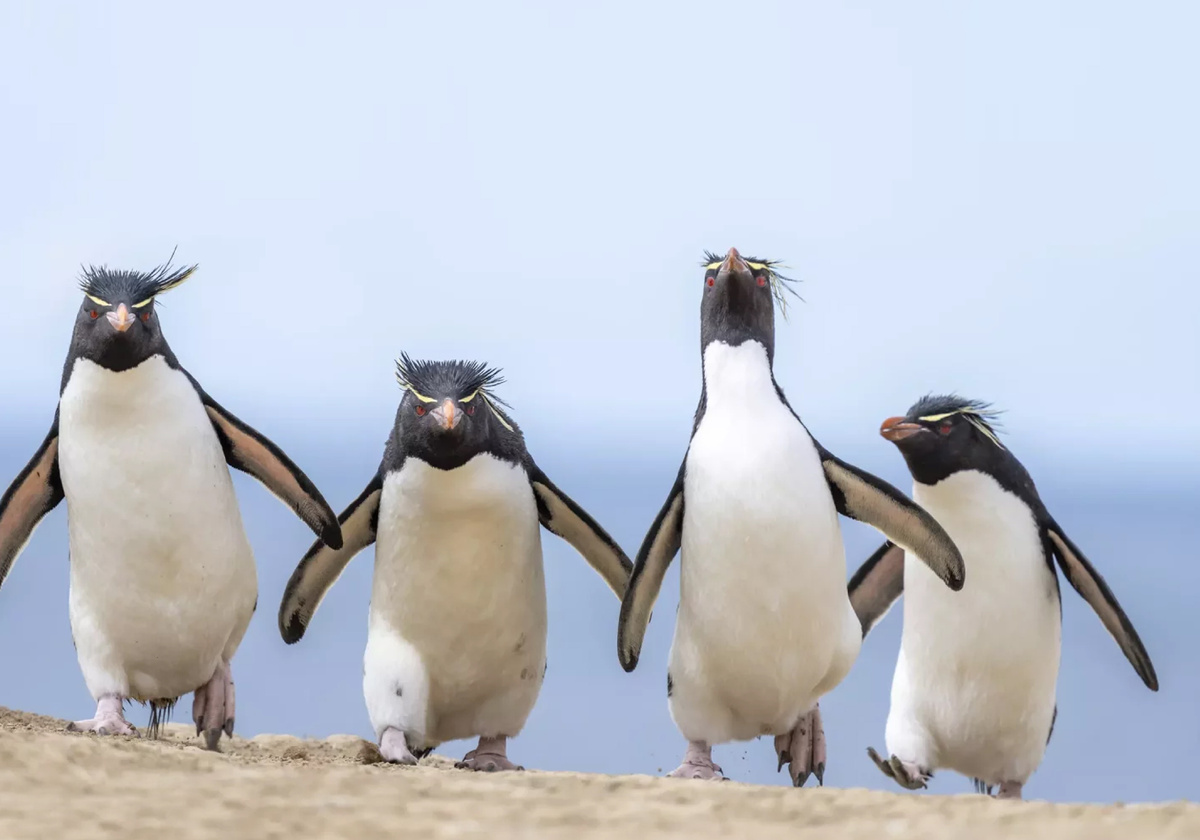 БРАТВА Ralph (Robinson)