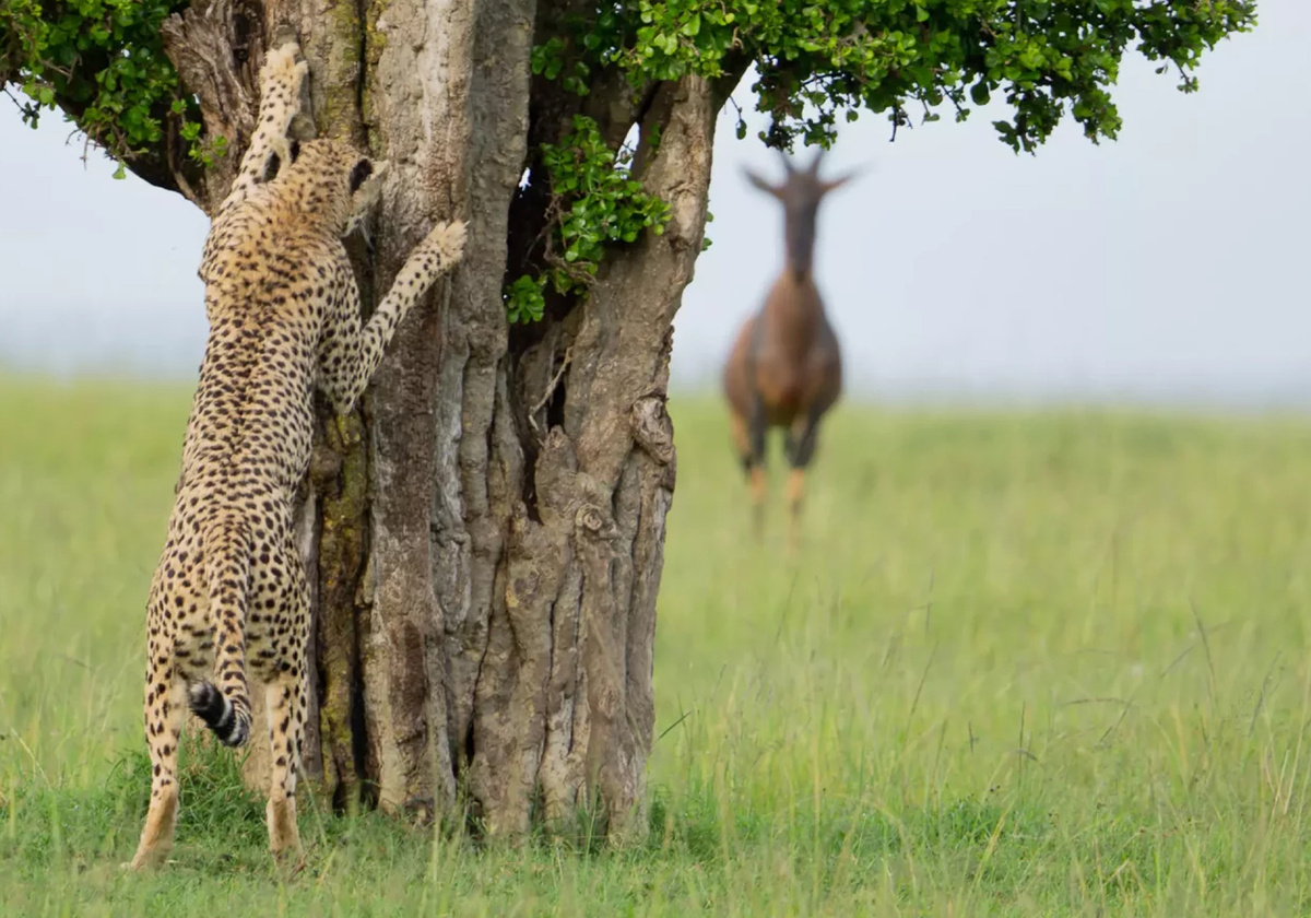 В ЗАСАДЕ  (Leslie McLeod)