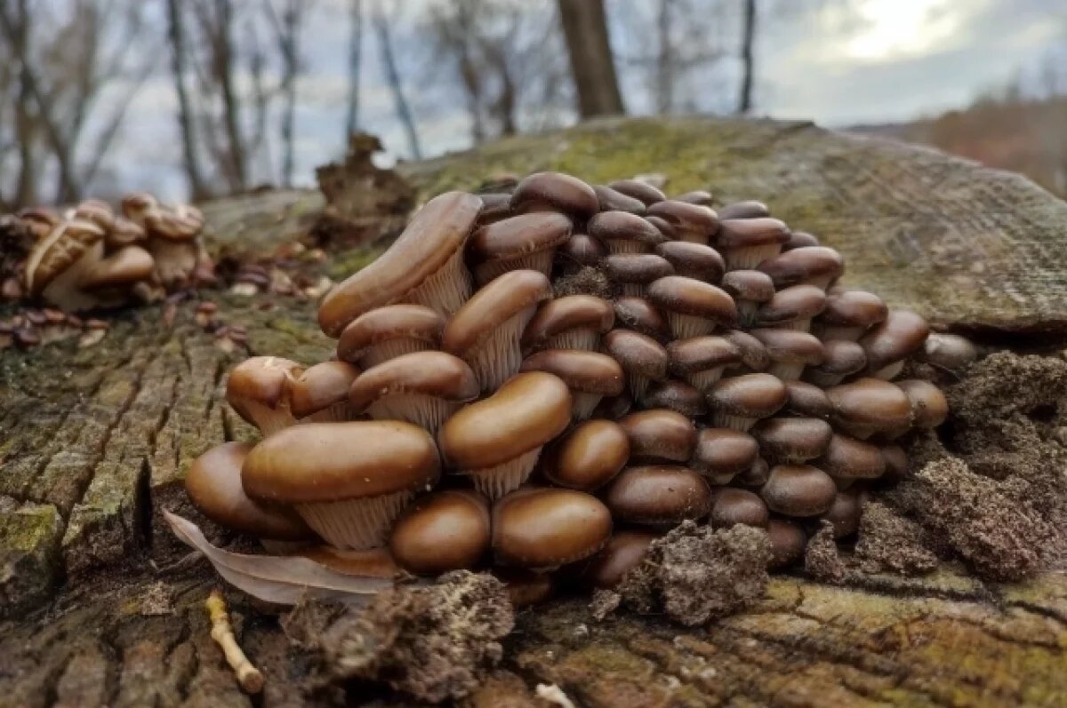    Жители Новосибирска собирают грибы в конце октября 2024 года