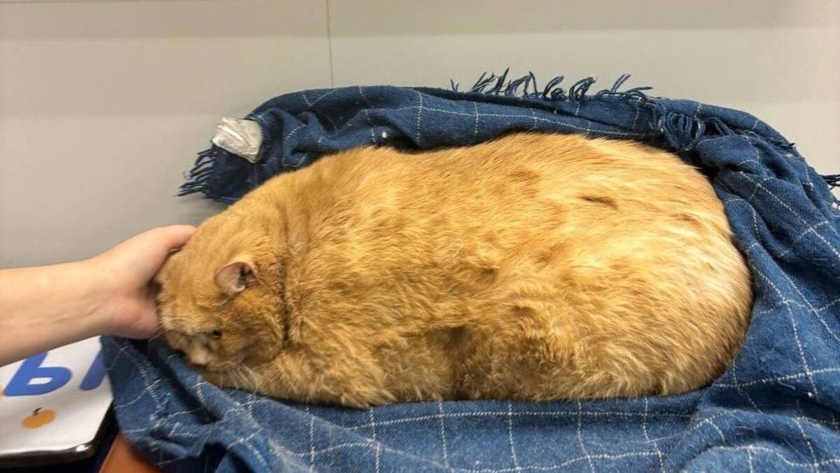    Фото: Приют «Матроскин»