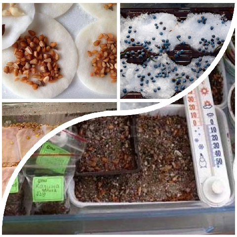 Стратификация семян