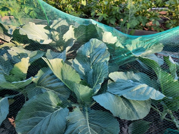 Детки в сетке