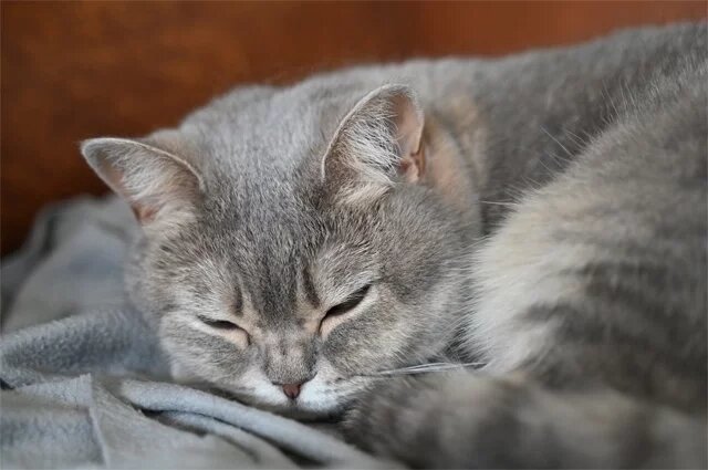    Почему кошки храпят?