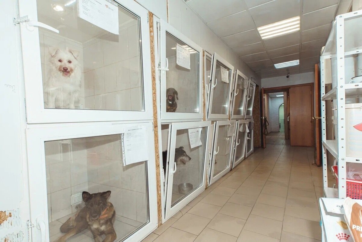 Стационарные отделения "Омских хвостиков"