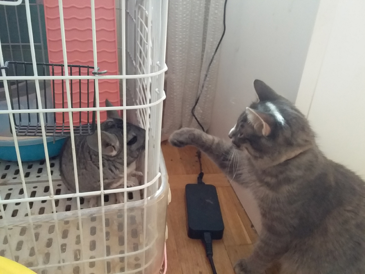 Шушик по имени "Шушик" и котик по имени "Кот"